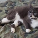 Photo de chat perdu à Abernethy