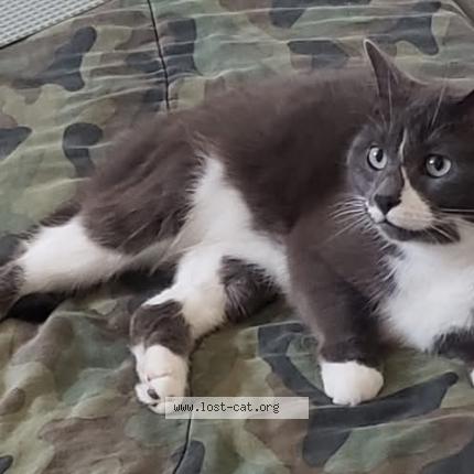 Photo 1/1 Haku Chat perdu à Abernethy