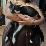 Photo de chat perdu à Ferney Voltaire