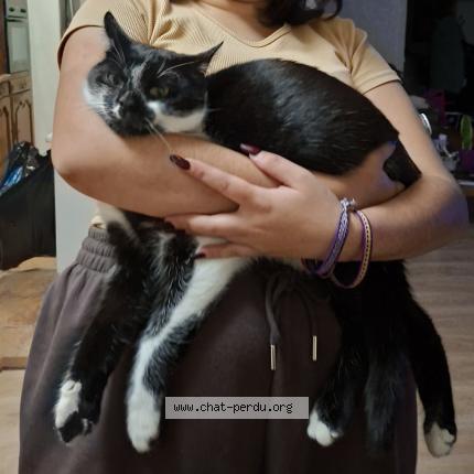 Photo de chat perdu à Ferney Voltaire