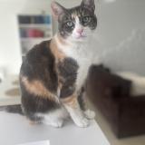 Photo de chat trouvé à Vaureal