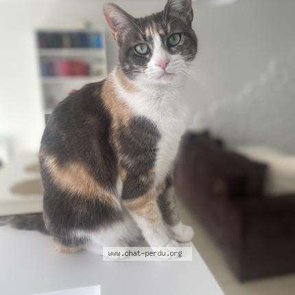 Photo 1/1 Chat trouvé Trouvé à Vaureal