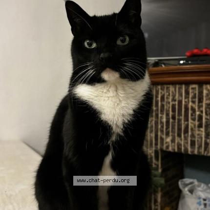 Photo 1/1 Grelot Chat perdu à Drogenbos