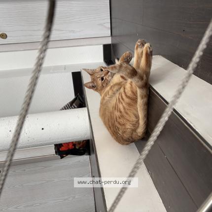 Photo 1/1 Rox Chat perdu à Froeschwiller
