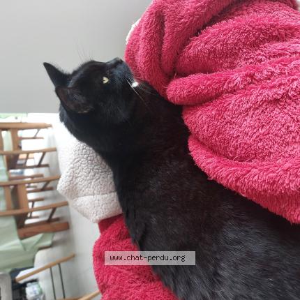 Photo 1/1 Cléo Chat perdu à Marzan