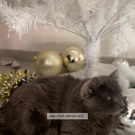 Photo 1/1 Haku Chat perdu à Montlouis sur loire