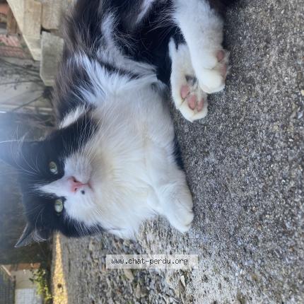 Photo 1/1 Crapule Chat perdu à Cosges