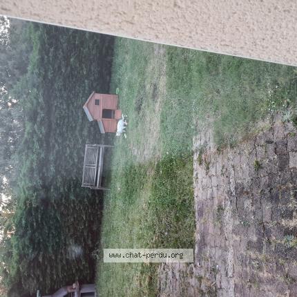 Photo 1/1 Chat trouvé Trouvé à Chatellerault