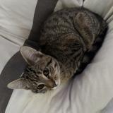 Photo de chat trouvé à Saint Andre Lez Lilles