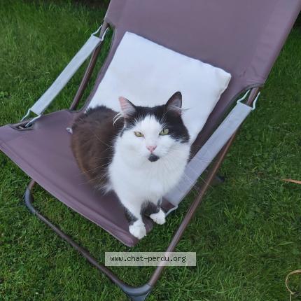 Photo 1/1 Mimie Chat perdu à Tonneville