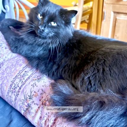 Photo 1/1 Mallow Chat perdu à Lille