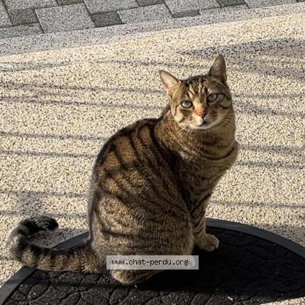 Photo 1/1 Moumouss Chat perdu à Mulhouse