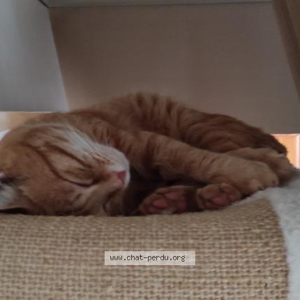 Photo 1/1 Tigrou Chat perdu à Saint georges sur cher