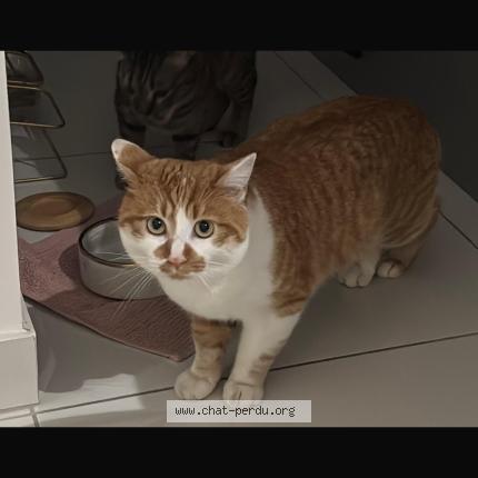 Photo 1/1 Viny Chat perdu à Chambery