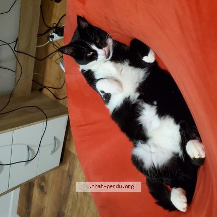 Photo 1/1 Sia Chat perdu à Joue l abbe