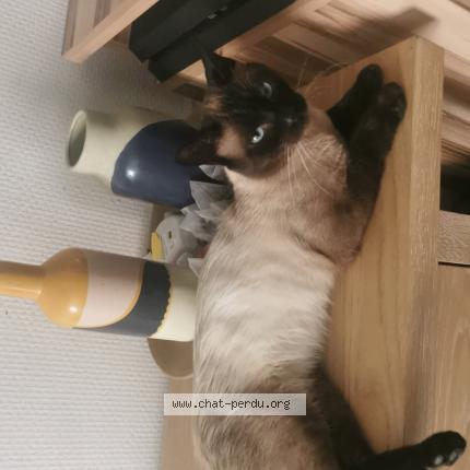 Photo 1/1 Miche miche Chat perdu à Perenchies