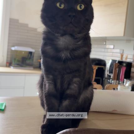 Photo 1/1 Grogu Chat perdu à Vallery