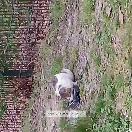 Photo 1/1 Chat trouvé Trouvé à Hellemmes