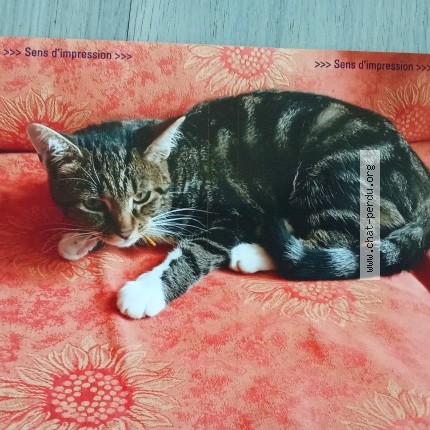 Photo 1/1 Chat retrouvé Perdu à Saint Gemme Moronval