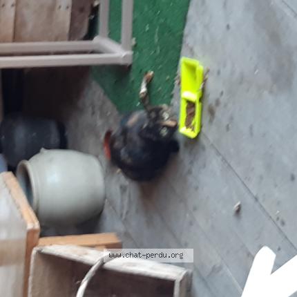 Photo 1/1 Chat trouvé Trouvé à Saint chamond