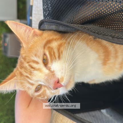 Photo 1/1 Chat retrouvé Trouvé à Anse