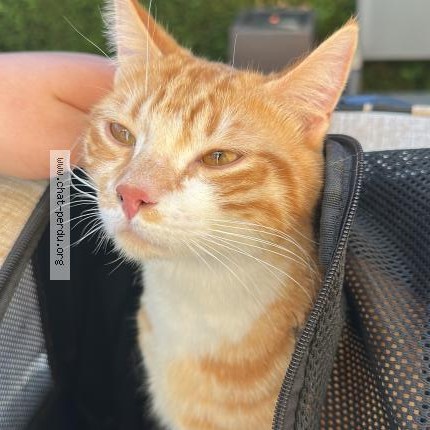 Photo 1/1 Chat retrouvé Trouvé à Anse