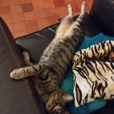 Photo de chat perdu à Grandparigny