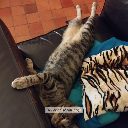 Photo 1/1 Speedy Chat perdu à Grandparigny