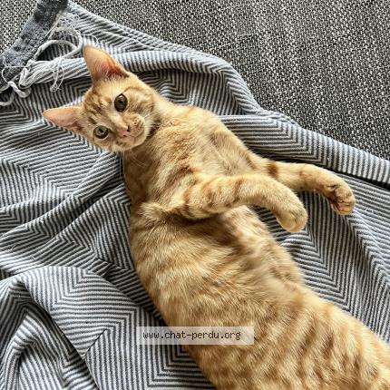 Photo 1/1 Pichu Chat perdu à La creche
