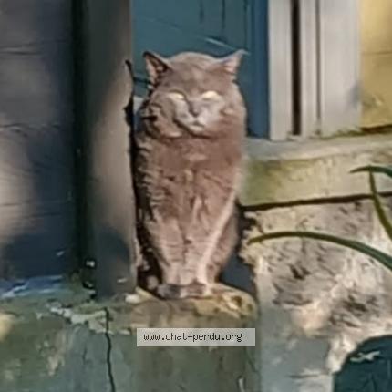 Photo 1/1 Chat trouvé Trouvé à Voisins le bretonneux