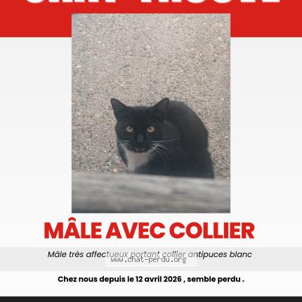 Photo 1/1 Chat trouvé Trouvé à Grenay