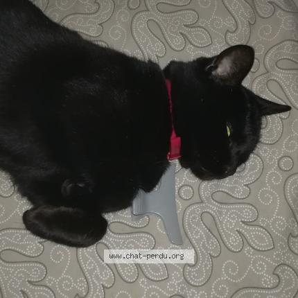 Photo 1/1 Princesse Chat perdu à Tournus