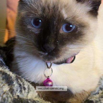 Photo 1/1 Léïa Chat perdu à Tourcoing