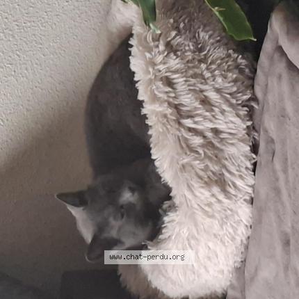 Photo 1/1 Lola Chat perdu à Toulouse