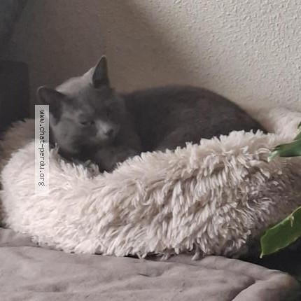 Photo 1/1 Lola Chat perdu à Toulouse