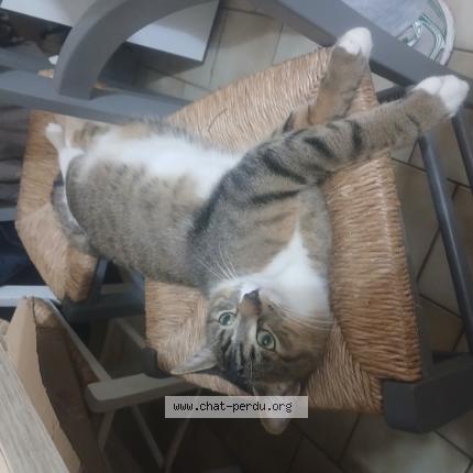 Photo 1/1 Minou Chat perdu à St barthelemy