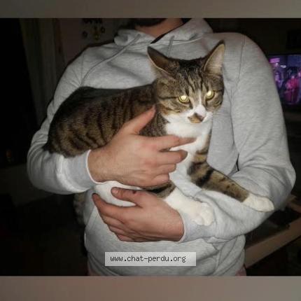 Photo 1/1 FYNN Chat perdu à Villabe