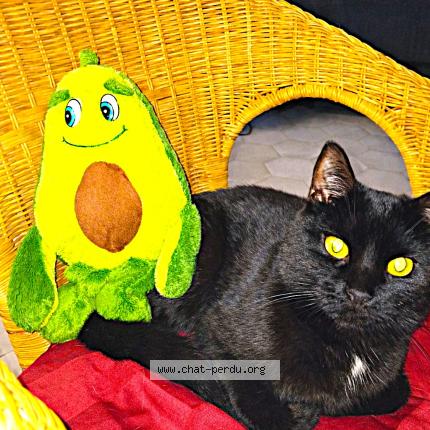 Photo 1/1 Lucky Chat perdu à Villiers sous grez