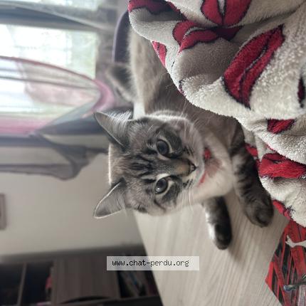 Photo 1/1 Kikine Chat perdu à Bas mauco