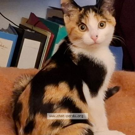 Photo 1/1 Soko Chat perdu à Bouvron