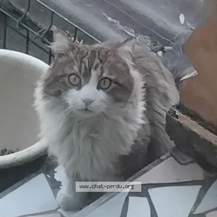 Photo 1/1 Chat trouvé Trouvé à Gap