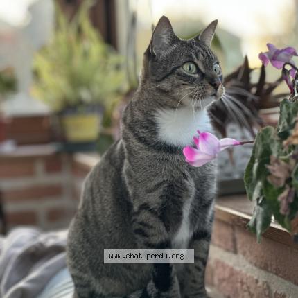Photo 1/1 Chat retrouvé Perdu à Fontenay Le Comte