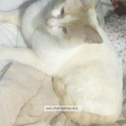Photo 1/1 Z&eacute;phyr Chat perdu à Alixan