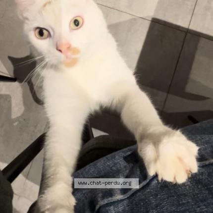 Photo 1/1 Sushi Chat perdu à Mont bernanchon