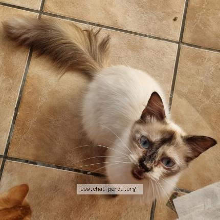 Photo 1/1 Josephine Chat perdu à Le tampon