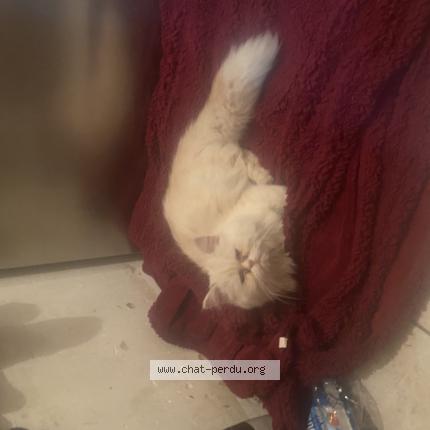 Photo 1/1 Chat trouvé Trouvé à Blaringhem