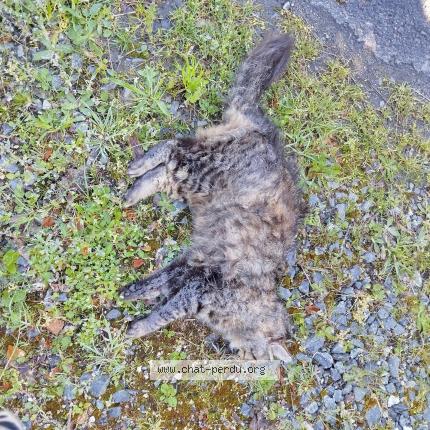 Photo 1/1 Chat trouvé Trouvé à Champniers et reilhac