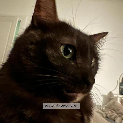 Photo 1/1 Olly Chat perdu à Nice