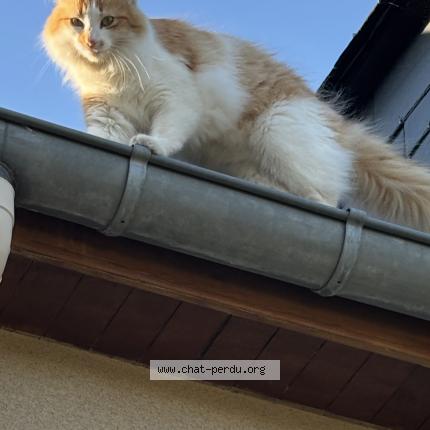 Photo 1/1 Oscar Chat perdu à La ville est nonais