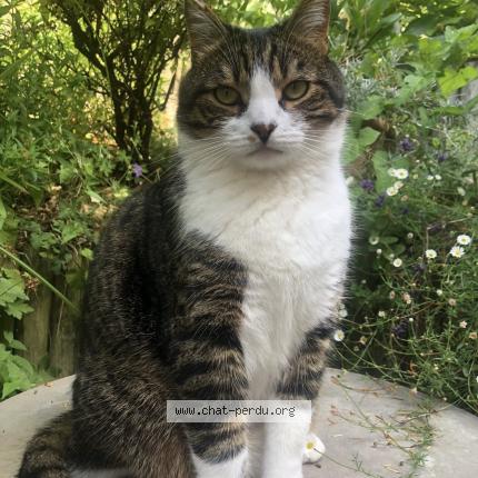 Photo 1/1 SIMBA Chat perdu à Meudon